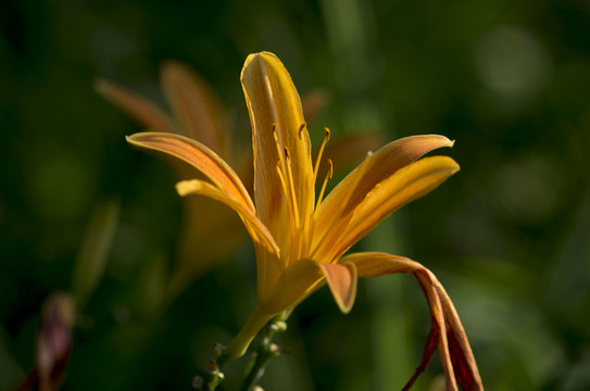 金针菜黄花菜