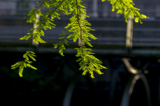 松科植物