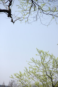 嫩芽和天空