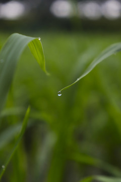 水点