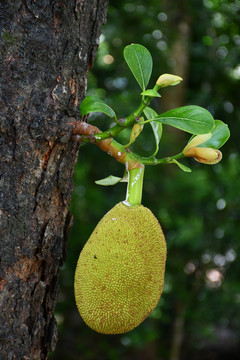 菠萝蜜