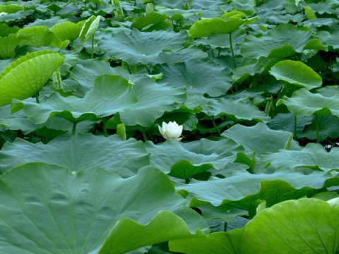 莲藕田