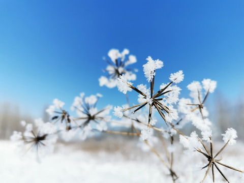 雪花特写