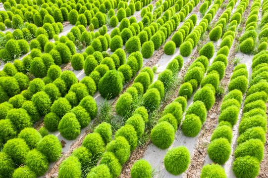 农田地肤制种植株