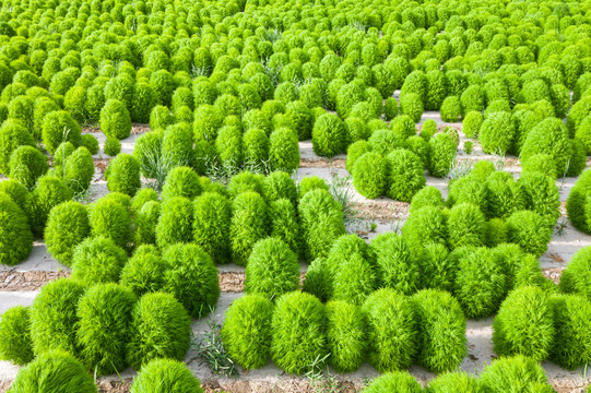 农田地肤制种植株