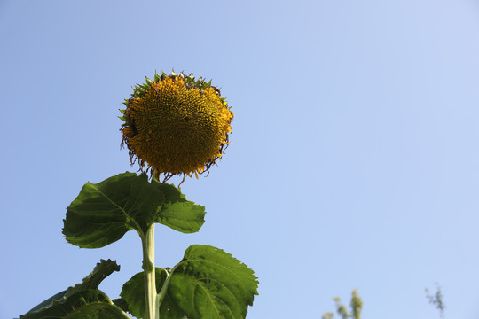 向日葵花盘