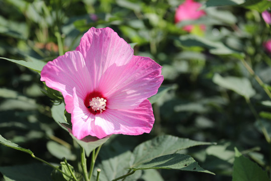 木芙蓉