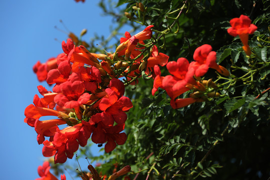 凌霄花