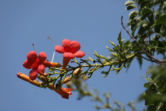 凌霄花