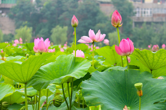 夏季荷花