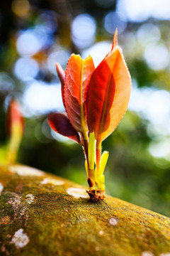 茶芽