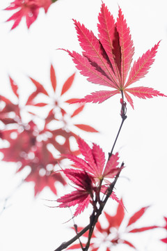 秋天红枫枫叶特写