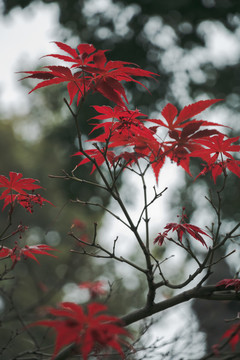 红色枫叶树叶秋天风景