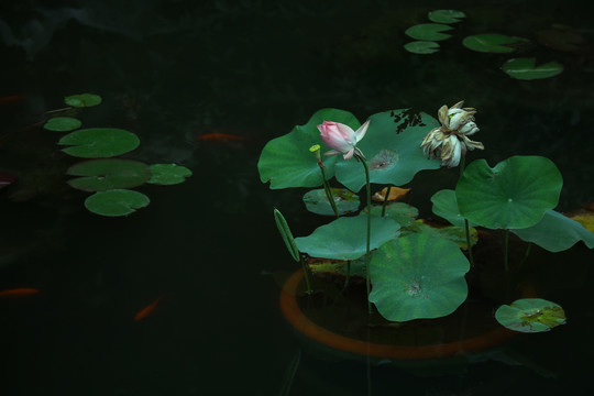 荷花池的荷花盆景