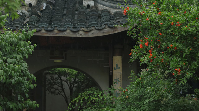 夏天雨中石榴树石榴花开