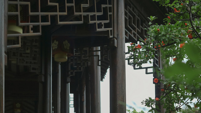 夏天雨中石榴树石榴花开