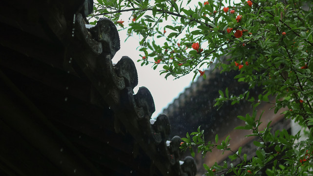 夏天雨中石榴花开