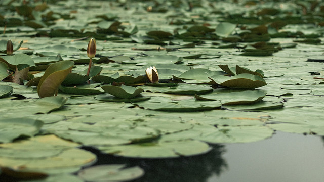 夏天水池中的睡莲