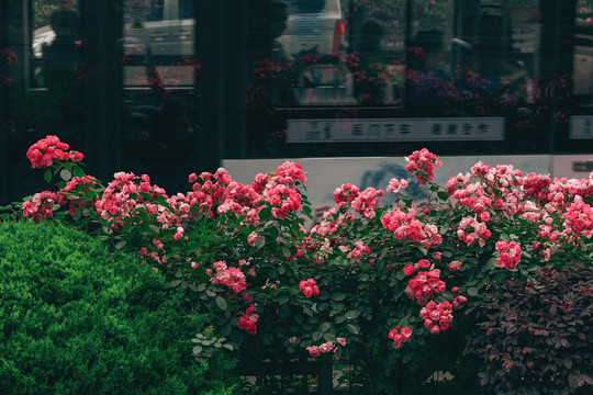 街边粉色蔷薇花