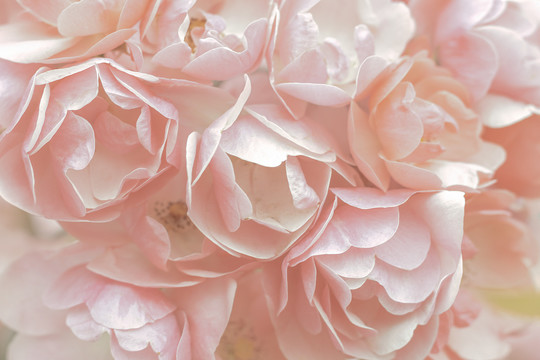 春天粉色清新薔薇花