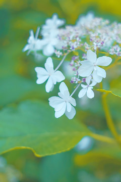 夏天绣球花油画风