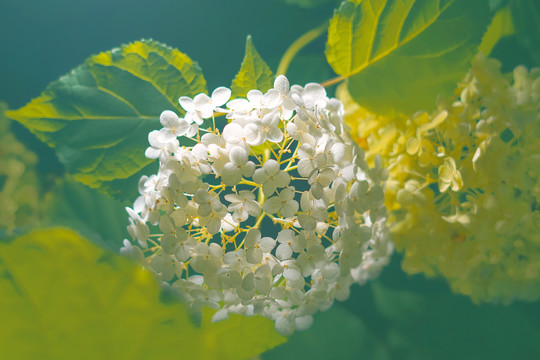 夏天绣球花油画风