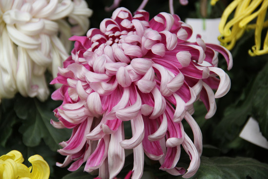 開封菊花