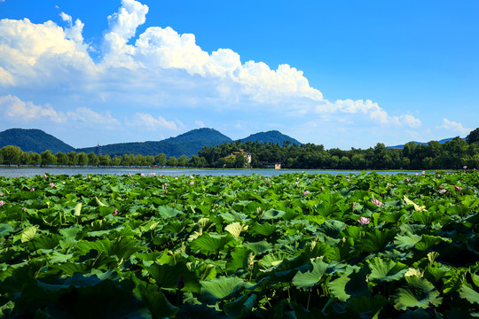 西湖风景