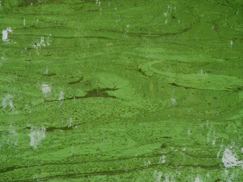 水中飘浮的绿藻