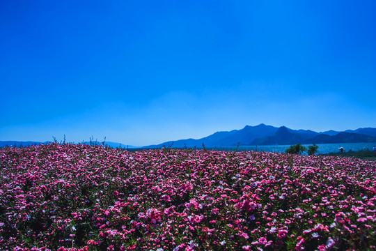 松红梅