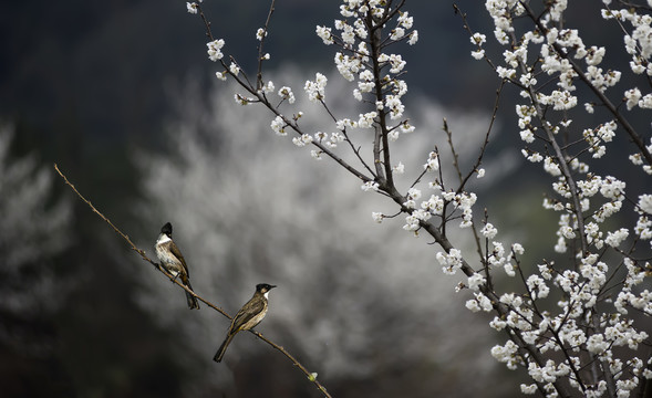 樱花开了