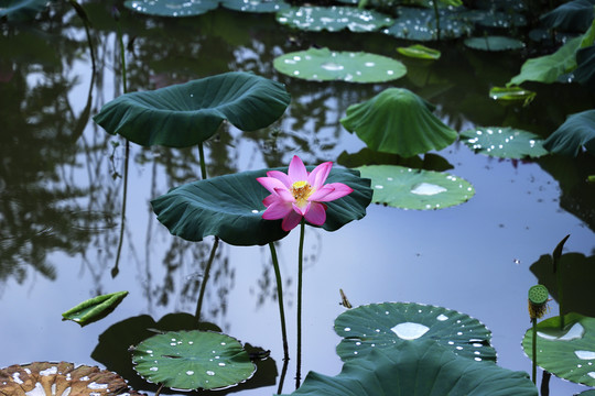 荷花