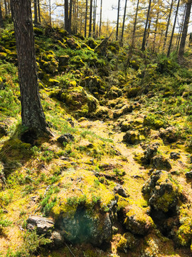 秋季森林岩石苔藓