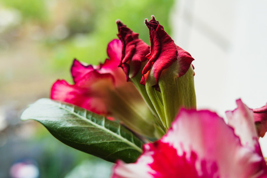 小花沙漠玫瑰