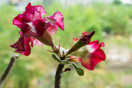 沙漠玫瑰花