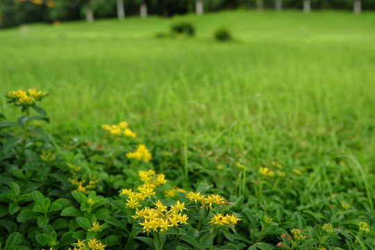 黄花草坪