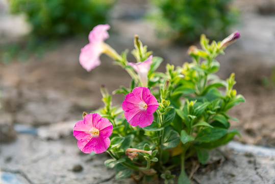 田地开花期矮牵牛植株