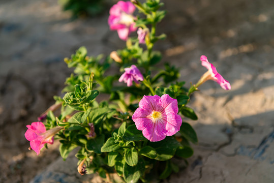 田地开花期矮牵牛植株