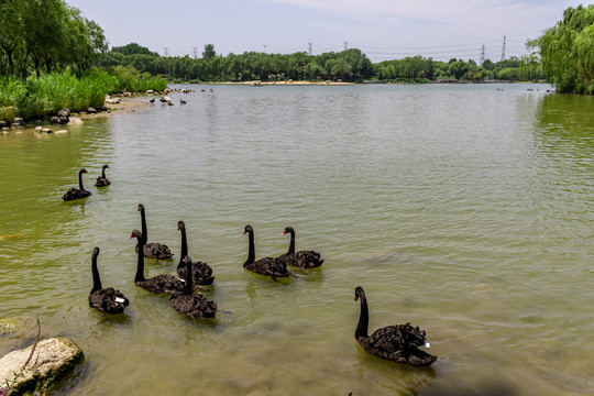 天鹅湖风光