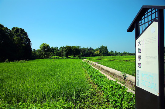 稻田大地景观