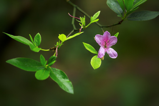 杜鹃花