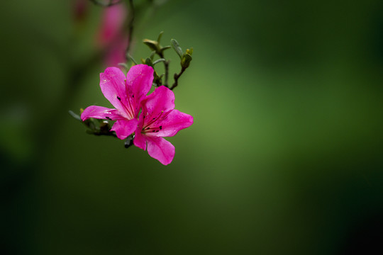 杜鹃花