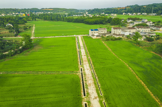 稻田航拍