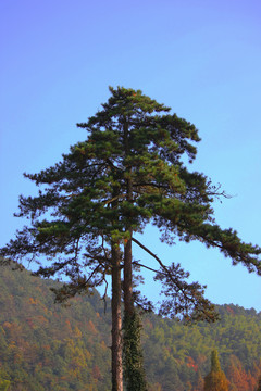 九华山松树