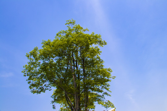 仰拍树枝