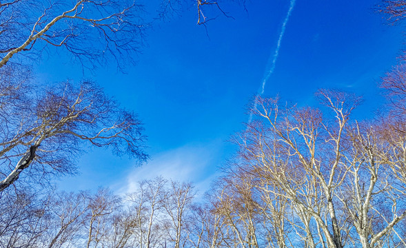 蓝天枯树冬景