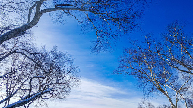 蓝天枯树冬景