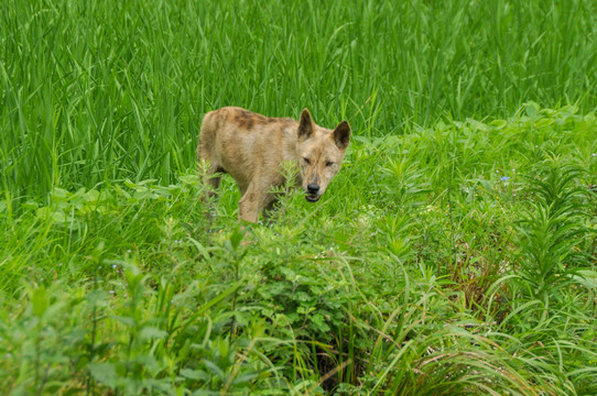 田园犬