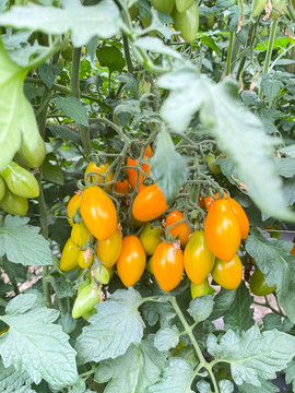 彩色番茄种植