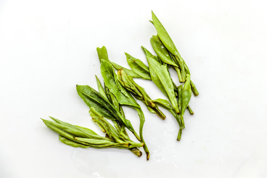 绿茶新茶春茶底